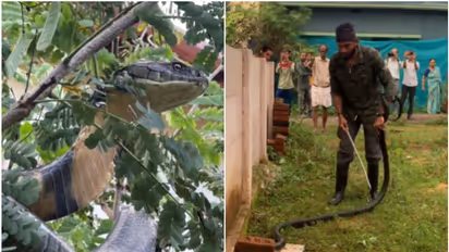 Karnataka: Video of 12-ft king cobra in residential compound goes viral; successfully rescued and released