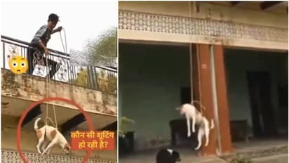  WATCH: Teenager heartlessly swings dog from terrace, posts video on Comedy social media page