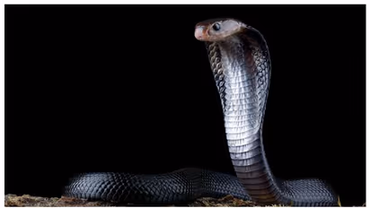 മധുരപലഹാരക്കടയിൽ നിന്നും 30 മൂർഖൻ പാമ്പുകളെ പിടികൂടി, പിന്നാലെ സ്ഥലത്തിന്‍റെ പേര് മാറ്റി; കോബ്ര കോളനി