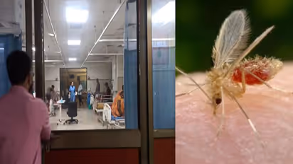 வேகமெடுக்கிறதா Chandipura Virus? இதுவரை 15 பேர் பலி - இந்த திடீர் நோய் பரவலுக்கு என்ன காரணம்?