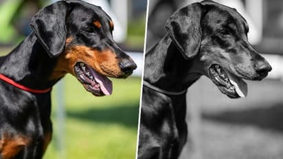 Life-saving feat: THIS Karnataka police dog ran 8 km in heavy rain to rescue woman; check details