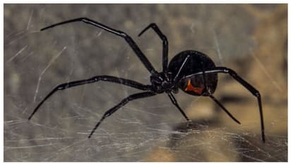 പാമ്പിനെക്കാൾ അപകടകാരി; ബ്ലാക്ക് വിഡോ സ്പൈഡറിന്‍ കടിയേറ്റ് രണ്ട് മാസത്തിനിടെ ചത്തത് 90 ഒട്ടകങ്ങള്‍  