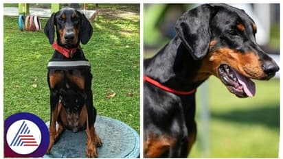 ಕೊಲೆಗಾರನ ಬೆನ್ನಟ್ಟಲು ಮಳೆಯನ್ನೂ ಲೆಕ್ಕಿಸದೆ 8 ಕಿ.ಮೀ ಓಡಿ ಮಹಿಳೆಯ ಪ್ರಾಣ ಉಳಿಸಿದ ಕರ್ನಾಟಕ ಪೊಲೀಸ್ ಶ್ವಾನ!