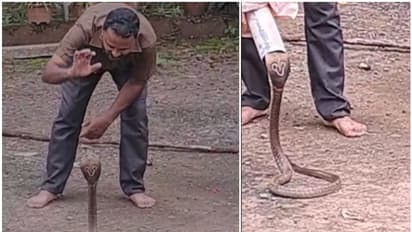 അതിസാഹസികമായി ശ്രദ്ധ വരുതിയിലാക്കി, പിന്നെ പൈപ്പിനുള്ളിലാക്കി; കിളിയെ അകത്താക്കുന്നത് പതിവാക്കിയ മൂർഖൻ പിടിയിൽ