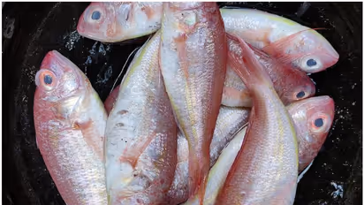 വറുക്കാൻ മലയാളിക്ക് ഏറെ പ്രിയപ്പെട്ട കിളിമീൻ ഉൽപദാനം 41 ശതമാനം കൂടി, എംഎൽഎസ് നിയന്ത്രണം ഫലം കാണുന്നു; പഠനം