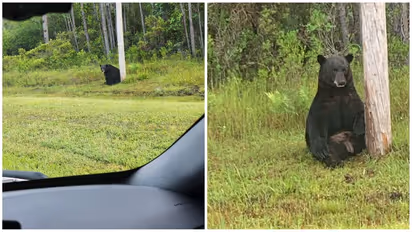 Florida cops warn against selfies with the "depressed" bear: “If not friend, why friend shaped?”