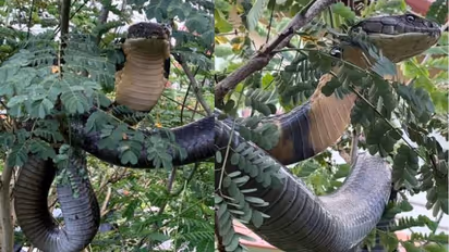 എന്റമ്മോ, ഒന്നും രണ്ടുമല്ല പന്ത്രണ്ടടിയുള്ള മൂർഖൻ, അതും വീടിന് മുറ്റത്തെ മരത്തിൽ, വൈറലായി പിടികൂടുന്ന രം​ഗം