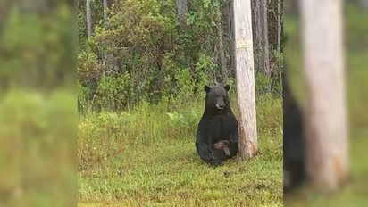 കരടി വിഷാദത്തിൽ, സെൽഫി എടുക്കരുത്, വ്യത്യസ്തമായ അഭ്യർത്ഥനയുമായി പൊലീസ്
