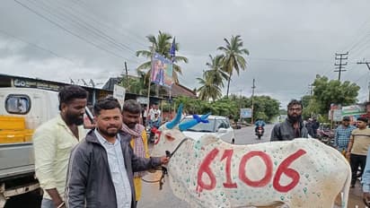 ಎತ್ತುಗಳ ಮೇಲೆ ದರ್ಶನ ಕೈದಿ ಸಂಖ್ಯೆ, ಡಿ ಬಾಸ್ ಬರೆದು ಕಾರಹುಣ್ಣಿಮೆ ಆಚರಿಸಿದ ಅಭಿಮಾನಿಗಳು!