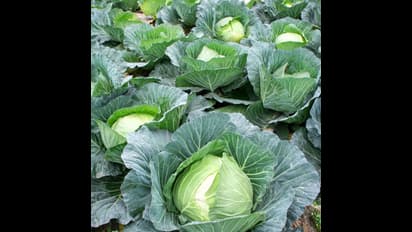 ಎಲೆ ಕೋಸು, ಹೂ ಕೋಸು ಬೆಳೆಯಿಂದ ರೈತರಿಗೆ ಬಂಪರ್ ಆದಾಯ
