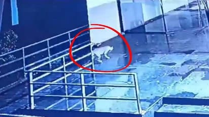 മാളിൽ പുള്ളിപ്പുലി, ദൃശ്യങ്ങൾ പതിഞ്ഞത് സിസിടിവി ക്യാമറയിൽ, വിടാതെ ആശങ്ക