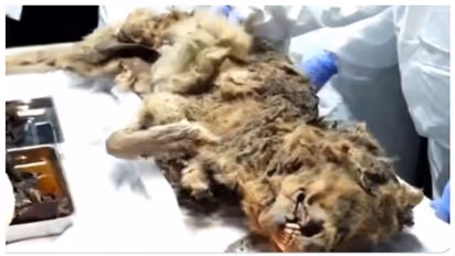 44,000 വർഷം പഴക്കമുള്ള ചെന്നായയുടെ മമ്മി കണ്ടെത്തി; ജീനോം പഠനത്തിന് ഗവേഷകര്