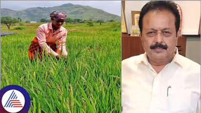 ಕರಾವಳಿ ಜಿಲ್ಲೆಗಳಿಗೆ MO-4, ಕೆಂಪುಮುಕ್ತಿ ಹಾಗೂ ಉಮಾ ತಳಿಯ ಬಿತ್ತನೆ ಭತ್ತದ ಬೀಜ ಪೂರೈಕೆ