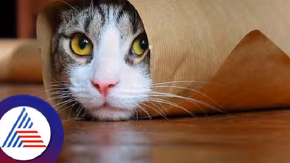 ಬೆಕ್ಕು ಕಳವು ಪ್ರಕರಣವೊಂದು ಹೈಕೋರ್ಟ್‌ ಮೆಟ್ಟಿಲೇರಿದೆ; ಪೊಲೀಸರ ನಡೆಗೆ ಜಡ್ಜ್ ಅಚ್ಚರಿ!