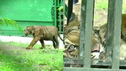 ചികിത്സാ കാലം കഴിഞ്ഞു, പരിക്കെല്ലാം മാറി കടുവ ഉഷാറായി; ഇനി ശിഷ്ടകാലം വണ്ടല്ലൂര് ദേശീയ ഉദ്യോനത്തിൽ