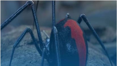 കടുത്ത വേദന, ഛർദ്ദി, പേശികൾക്ക് ബലക്കുറവ്; നിസ്സാരമല്ല, കടിയേറ്റാൽ ഉടൻ ചികിത്സ വേണം, ഉള്ളിൽ കൊടുംവിഷം