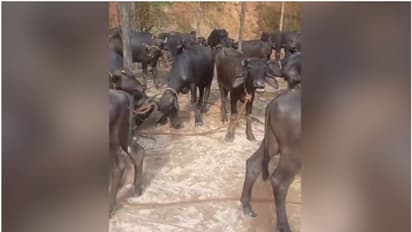 പാലക്കാട് ലോറി തടഞ്ഞ് 50 പോത്തുകളെ ഇറക്കി വിട്ടു; ലോറിയിലുണ്ടായിരുന്നവരെ ന​ഗരത്തിലൂടെ കറക്കി, 2പേർ കസ്റ്റഡിയിൽ