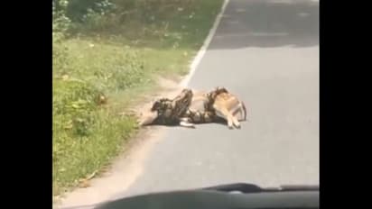 Viral Video: Man Frees Deer from Python, Internet Reacts [WATCH]