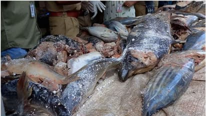 കേര, ചൂര, തിലോപ്പിയ, നെയ് മീന്; പളളുരുത്തി വെളി മാര്ക്കറ്റില് നിന്ന് പിടിച്ചെടുത്ത് 200 കിലോ പഴകിയ മല്സ്യം