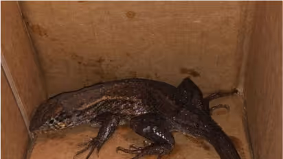 എന്തൊക്കെയാ ഇവിടെ നടക്കുന്നേ? പെട്ടി തുറന്നപ്പോൾ ഞെട്ടി; ആമസോണിൽ ഓർഡർ ചെയ്തത് എയർ ഫ്രൈയർ, വന്നത് ഭീമൻ പല്ലി!