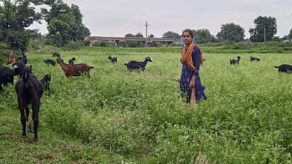 మేకల కాపరిగా ఐఐటి అమ్మాయి ...: తెలుగింటి చదువులతల్లి దీనగాధ ఇది