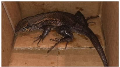 ഓർഡർ ചെയ്തത് എയർ ഫ്രയര്; ആമസോണ് പാക്കേജില് ജീവനുള്ള കൂറ്റന് പല്ലിയെ കണ്ട് യുവതി ഞെട്ടി