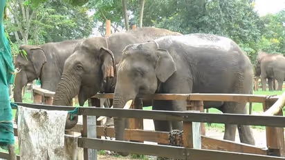 ಕೊಡಗು: ದುಬಾರೆ ಸಾಕಾನೆ ಶಿಬಿರದಿಂದ 5 ಆನೆಗಳು ದಸರಾ ಜಂಬೂ ಸವಾರಿಗೆ ಆಯ್ಕೆ..!