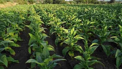 ಆಂಧ್ರ ಪ್ರದೇಶಕ್ಕೆ ಮಾತ್ರ ಹೆಚ್ಚುವರಿ ತಂಬಾಕು ಮಾರಾಟಕ್ಕೆ ಕೇಂದ್ರ ಸರ್ಕಾರದಿಂದ ಓಕೆ: ಕರ್ನಾಟಕಕ್ಕೆ ಇಲ್ಲ