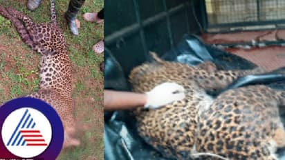 ಕಾಡು ಹಂದಿ ಹಿಡಿಯಲು ಹಾಕಿದ್ದ ಉರುಳಿಗೆ ಸಿಲುಕಿ ಚಿರತೆ ಸಾವು! ರೈತನ ವಿರುದ್ಧ ಎಫ್‌ಐಆರ್!