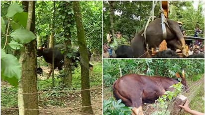 തിരുവനന്തപുരത്ത് ജനവാസ മേഖലയിൽ ഭീതിപരത്തി കാട്ടുപോത്ത്; മയക്കുവെടി വച്ച് പിടികൂടി, കാട്ടിൽ തുറന്ന് വിടും