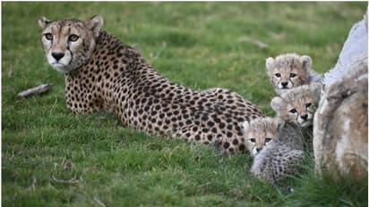 വംശനാശ ഭീഷണിക്കിടെ ആശ്വാസവാർത്ത; നാല് ചീറ്റപ്പുലി കുഞ്ഞുങ്ങൾ പിറന്നു, സന്തോഷത്തിൽ സൗദി ദേശീയ വന്യജീവി കേന്ദ്രം