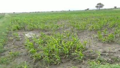 ಚಿತ್ರದುರ್ಗ: ಜಿಟಿ ಜಿಟಿ ಮಳೆಗೆ ಬೆಳೆಗೆ ಹಾನಿ, ಕಂಗಾಲಾದ ಅನ್ನದಾತ..!