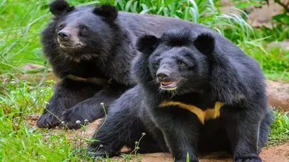 Karnataka’s 2nd Nuclear Power plant: A looming threat to Bear Sanctuary and wildlife?