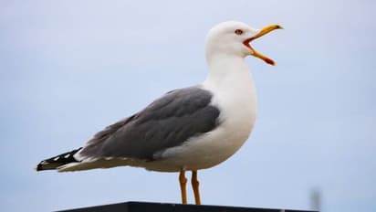 മകളുടെ ഫ്രഞ്ച് ഫ്രൈസ് തട്ടിയെടുത്തു, കടൽക്കാക്കയുടെ തലയറുത്ത് യുവാവ്, വൻ പ്രതിഷേധം