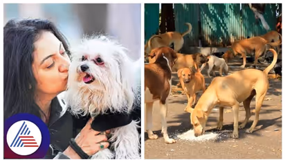 இந்த அறிகுறிகள் இருக்கா? உங்க செல்லப் பிராணியை கால்நடை மருத்துவரிடம் கொண்டு செல்லுங்க!