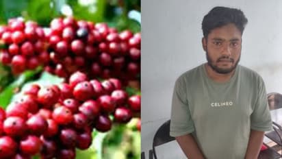 പോർച്ചിലും മില്ലിലുമായി സൂക്ഷിച്ച 3 ലക്ഷത്തിന്റെ കാപ്പി മോഷ്ടിച്ച സംഭവം, ഒരാള് കൂടി പിടിയില്