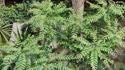 കറിവേപ്പിലത്തൈ: എത്ര നട്ടിട്ടും വളരുന്നില്ലേ? ഇതാ ചില പൊടിക്കൈകൾ