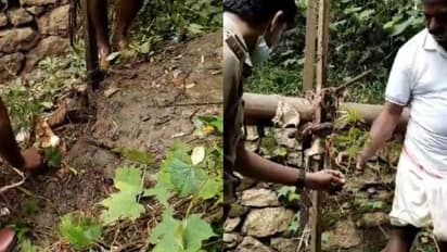 34 സെന്റീമീറ്റർ ഉയരം, ഇരുമ്പ് പാലത്തിന് അടിയിലായി കഞ്ചാവ് ചെടി; ആര്യനാട് എക്സൈസ് അന്വേഷണം തുടങ്ങി