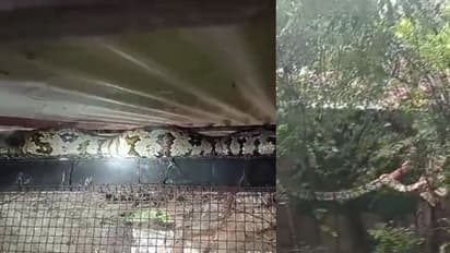 രാത്രിയിൽ കൂട്ടിൽ കയറി കോഴികളെ വിഴുങ്ങി, കാഴ്ചകണ്ട് വീട്ടുകാർ ഞെട്ടി; പെരുമ്പാമ്പിനെ പിടികൂടി വനംവകുപ്പ്