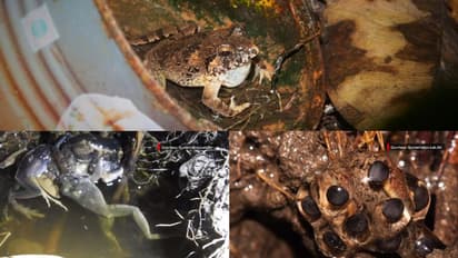 പങ്കാളിയെ സ്വന്തമാക്കാൻ 18 അടവും പയറ്റുന്ന മിനെർവയ ചാൾസ് ഡാർവിൻ; മനുഷ്യനോട് ജീവൻ കാക്കാനുള്ള പോരാട്ടത്തിൽ