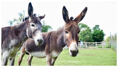 Donkey Story in Tamil: குற்றச்சாட்டுகளை வாய்ப்புகளாக மாற்ற உதவும் கழுதை கதை!