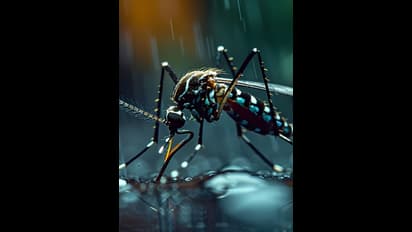 எப்போது டெங்கு டெஸ்ட் எடுக்க வேண்டும்? அறிகுறிகள் என்னென்ன? எப்படி தடுப்பது?