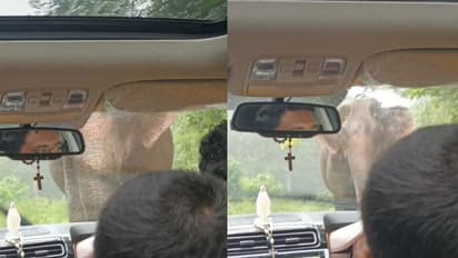 പാഞ്ഞടുത്ത് വണ്ടി കുത്തിനീക്കി, ഗവി കണ്ട് മടങ്ങിയ കുടുംബം കാട്ടാനയുടെ മുന്നിൽ, അത്ഭുതകരമായ രക്ഷപ്പെടൽ