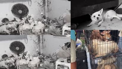 ಬದುಕುಳಿಯಲು 7 ದಿನ ಸತ್ತ ಮಾಲೀಕನ ಕಾಲು ತಿಂದ ಮನೆಯಲ್ಲಿದ್ದ 28 ಸಾಕು ನಾಯಿಗಳು