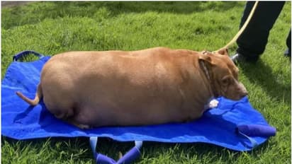 വാരിക്കോരി ഭക്ഷണം കൊടുത്തു, ഭാരം 53 കിലോ! അനങ്ങാന് പോലും വയ്യ, കിടന്ന കിടപ്പില് നായ ചത്തു; യുവതി അഴിയെണ്ണും