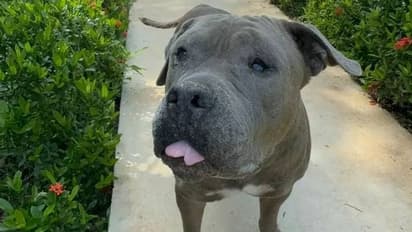 ആരോ ഉപേക്ഷിച്ചു, മരണത്തോട് മല്ലിട്ടു കിടന്ന നായ പുതുജീവിതത്തിലേക്ക്, കഥയിങ്ങനെ