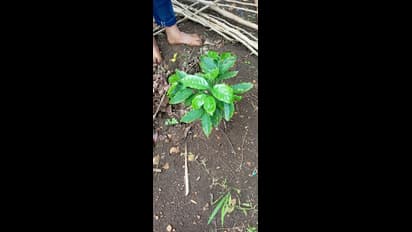 ಮಲೆನಾಡಲ್ಲಿ ಮಾತ್ರ ಅಲ್ಲ, ಬಯಲುಸೀಮೆಯಲ್ಲೂ ಕಾಫಿ ಬೆಳೆಯಬಹುದೆಂದು ಸಾಧಿಸಿ ತೋರಿಸಿದ ರೈತ!