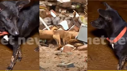 കെട്ടിടാവശിഷ്ടങ്ങൾക്കിടയിലും മണ്‍കൂനകൾക്കിടയിലും പ്രിയപ്പെട്ടവരെ തിരഞ്ഞു നടക്കുന്ന മിണ്ടാപ്രാണികൾ; നൊമ്പരകാഴ്ച