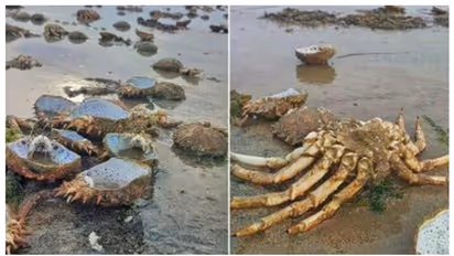 ദുരന്ത സൂചനയോ? ആശങ്കയായി കടല്‍ത്തീരത്തെ ചിലന്തി ഞണ്ടുകളുടെ കൂട്ട ശവക്കുഴി; ഭയം വേണ്ടെന്ന് അധികാരികള്‍  