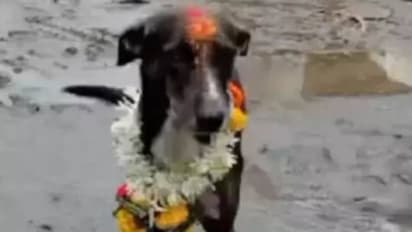 അത്ഭുതമെന്നല്ലാതെന്ത് പറയും? 250 കിലോമീറ്റർ, പ്രിയപ്പെട്ട ഉടമയ്ക്കരികിലെത്താൻ ഒരു നായ തനിയെ നടന്ന ദൂരം